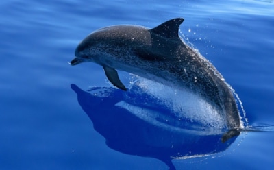 Ученые: дельфины заводят друг с другом дружбу по интересам