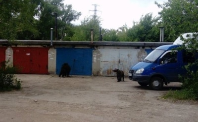 Под Саратовом цирковой медведь покусал прохожих