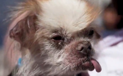 "Копия Трампа": в США выбрали самую уродливую собаку