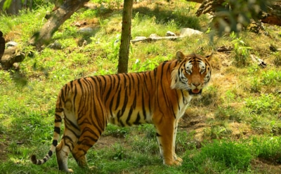 Тигры растерзали известного дрессировщика в итальянском цирке