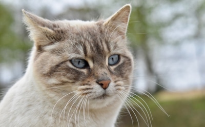 Кошка затмила моделей на подиуме во время показа Dior