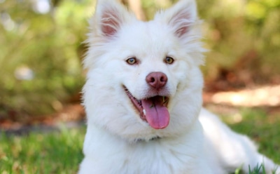 Нейросеть научили по отпечатку носа распознавать собак