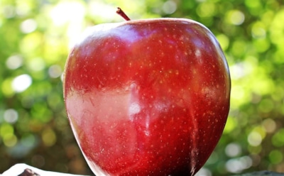 Ученые: внутри одного яблока содержится 100 млн микробов