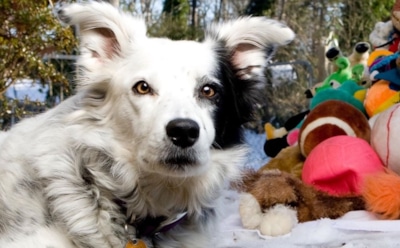 В США умерла «самая умная» собака, понимающая более 1000 слов