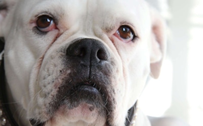 Хитом Сети стало видео реакции бульдога на фильм «Оно-2»