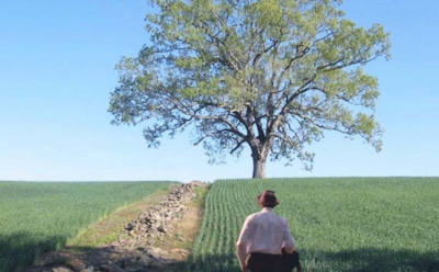 Дуб из фильма «Побег из Шоушенка» распилили на подарочные таблички