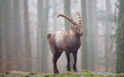 Гороскоп на неделю с 19 по 25 августа для Козерога