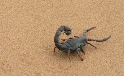 Гороскоп на неделю с 19 по 25 августа для Скорпиона