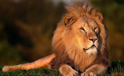 Гороскоп на неделю с 19 по 25 августа для Льва