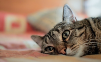 Хватит считать овец: 5 эффективных способов для нормализации сна