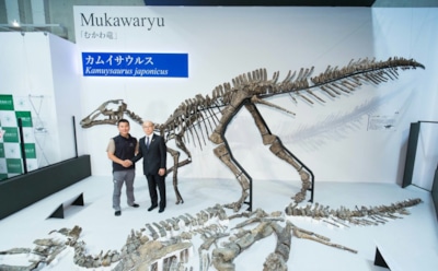 В Японии нашли скелет неизвестного динозавра