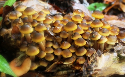 Так ли безобидны опята: ученые расшифровали геном сибирского «хищника»