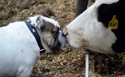 Соцсети умилило видео объятий собаки и коровы