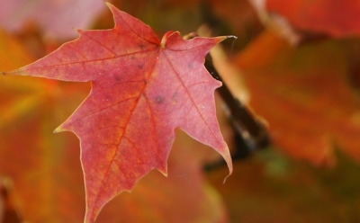 Синоптики назвали дату возможного потепления в Москве