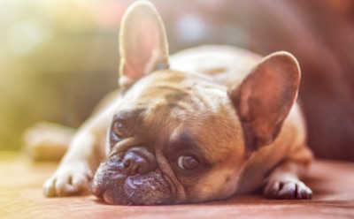 8 странных фактов о животных, в которые верили люди раньше