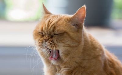 Ученые объяснили привязанность кошек к людям