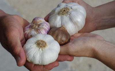 Медики назвали лучшие специи для сезона простуд