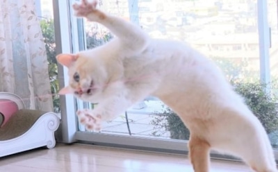 Кошка из Японии покорила Сеть зажигательными танцами