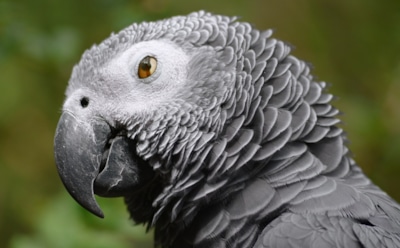 В Нидерландах арестовали попугая-воришку