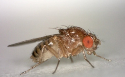 Ученые: коктейль из трех препаратов продлил дрозофилам жизнь на 48%