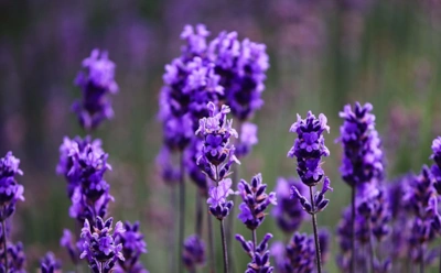 Лавандовое масло для здоровья: особенности применения и противопоказания