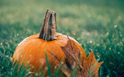 3 нетрадиционных способа применения тыквы для красоты