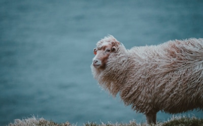 Гороскоп на неделю с 7 по 13 октября для Овна