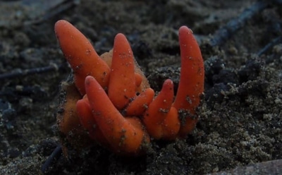 Ученые: найден гриб, вызывающий отравление при прикосновении