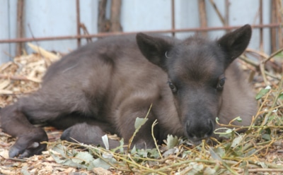 В зоопарке Ижевска посетители до смерти закормили олененка