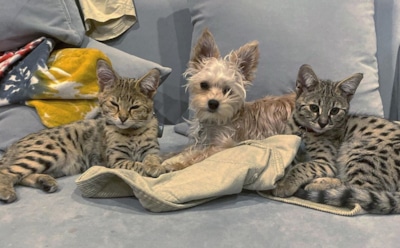 Бибер завел страницы в соцсетях для домашних животных