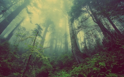 Глобальное потепление положительно скажется на росте лесов — ученые