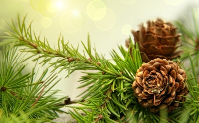 5 способов применения пихтового масла для лечения