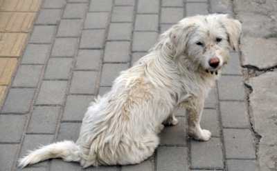 В Госдуме рассказали о введении штрафов для владельцев брошенных животных