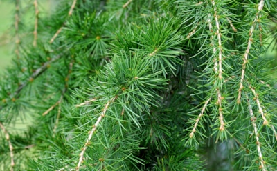 5 необычных способов применения кедрового масла для здоровья