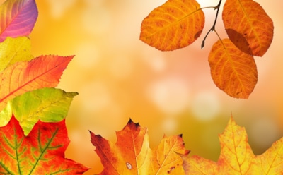 Иммунолог предупредила любителей осенних фотосессий о плесени на опавшей листве