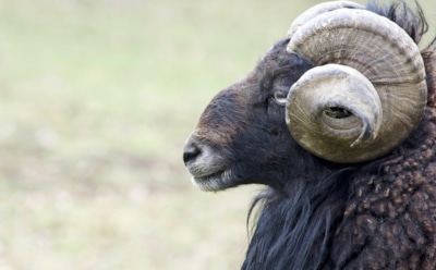 Гороскоп на неделю с 28 октября по 3 ноября для Овна