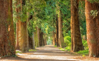 Сотни блогеров объединились, чтобы посадить 20 млн деревьев