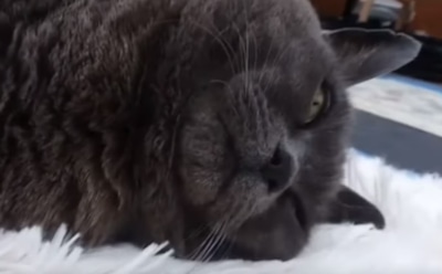 Отказавшаяся худеть кошка Шлакоблок завела ютьюб-канал