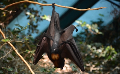 Москвичей призвали приносить летучих мышей на зимовку в зоопарк