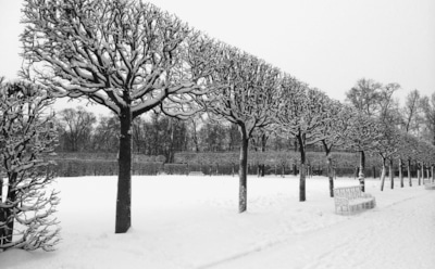 Петербуржец выбросил новогоднюю елку 5 ноября и разочаровал соцсети