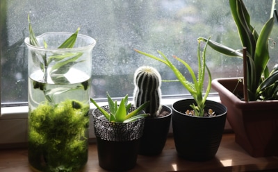 Комнатные растения очищают воздух неэффективно — исследование