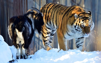Друг тигра Амура козел Тимур умер в Приморье