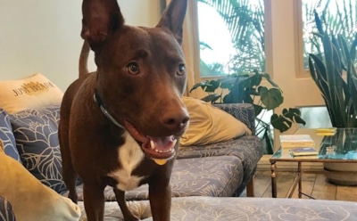 В США логопед научила собаку разговаривать при помощи кнопок со словами