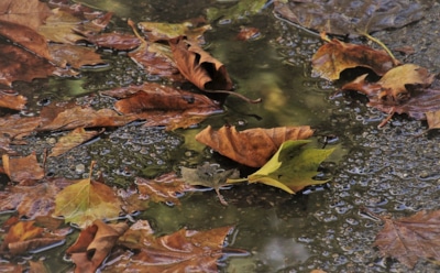 Метеорологи назвали ноябрь самым депрессивным месяцем года