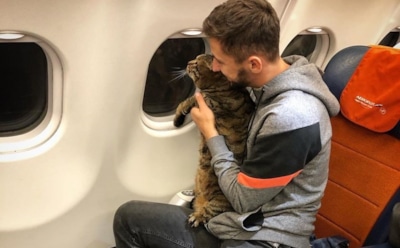 ХК «Адмирал» взялся за летевшего «Аэрофлотом» кота Виктора