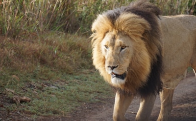 10 фактов о знаке зодиака Лев