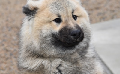 В России хотят ввести обязательную маркировку домашних животных