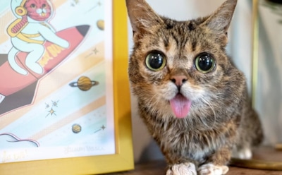 Знаменитая кошка Лил Баб умерла на девятом году жизни