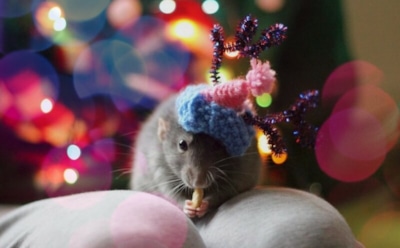 Металлическая Крыса — как выбрать прическу на Новый год 2020?