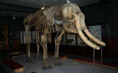 В Подмосковье нашли останки мамонта